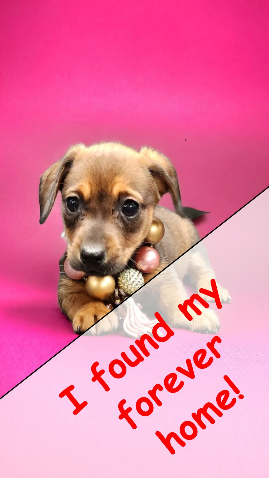 puppy, for, sale, Dachshund, Angie  McDuffee, dog, breeder, Cushing, MN, dog-breeder, puppy-for-sale, forsale, nearby, find, puppyfind, locator, puppylocator, aca